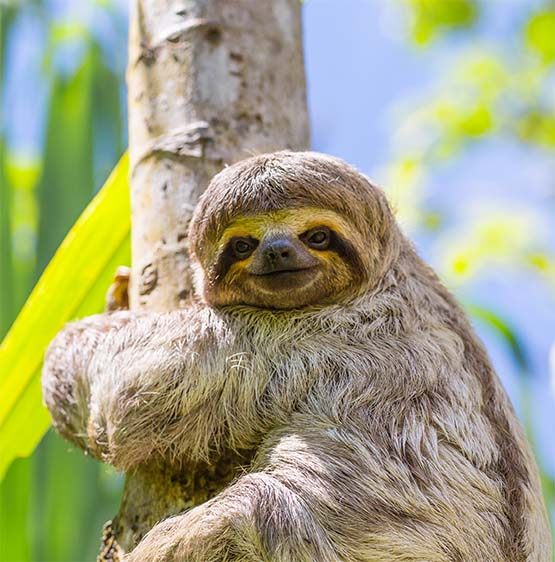Three-toed sloth clinging to a rainforest tree trunk
