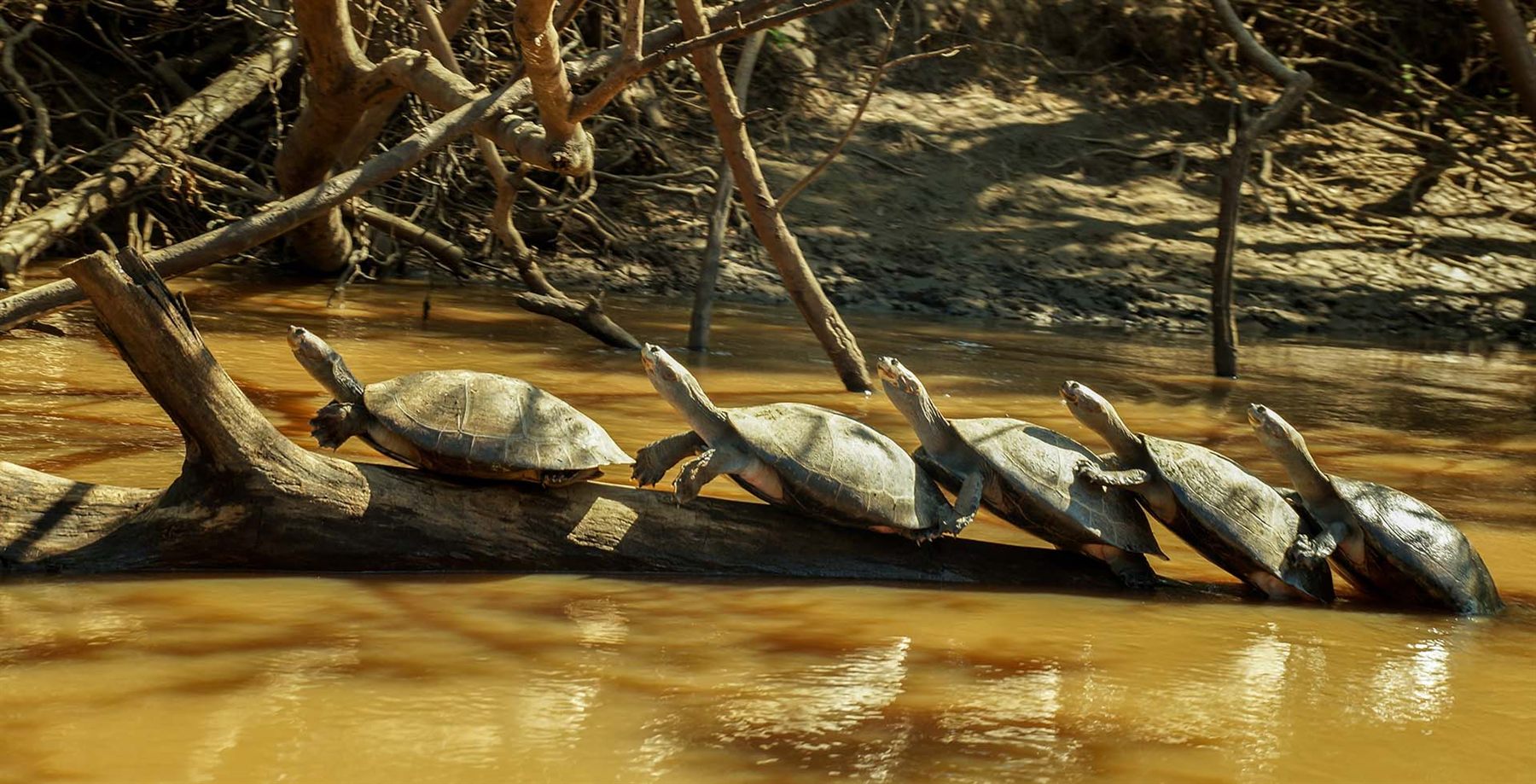Row of river turtles sunning on a log in brown Amazon water